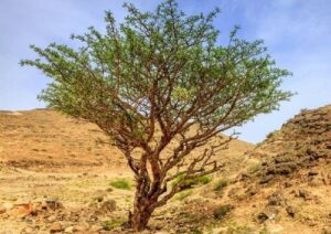 Boswellia serrata-arbre