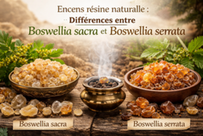 Différences entre résines de Boswellia web