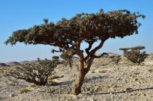 Boswellia sacra-arbre