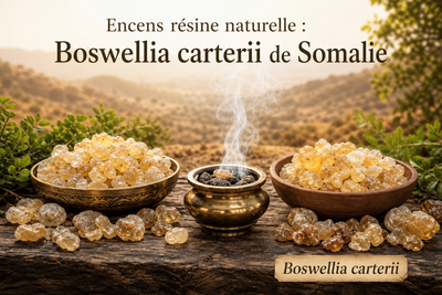 Boswellia carterii de Somalie